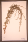 Artemisia pontica RCPGdnHerbarium (234).JPG